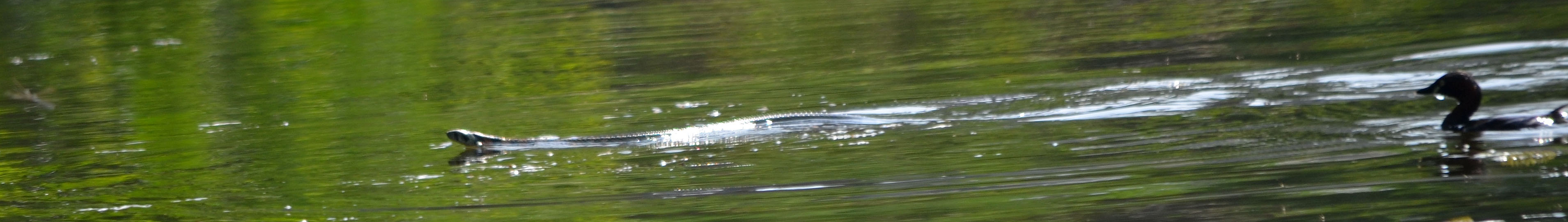 little grebe chasing snake
